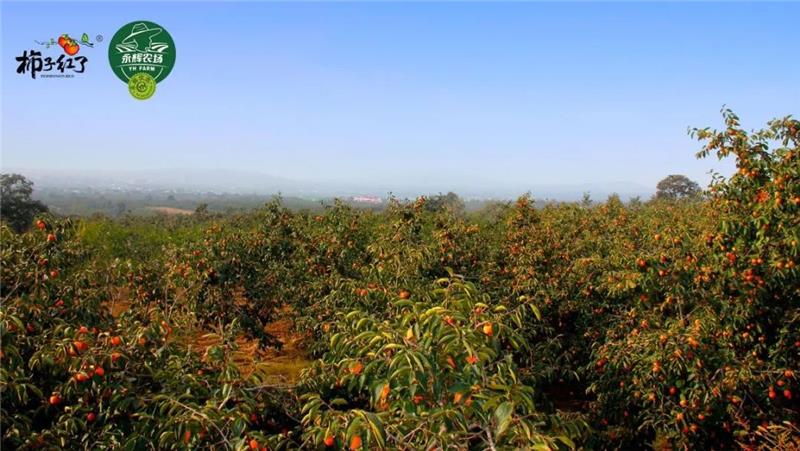 东升国际(中国游)官网 - 首页入口